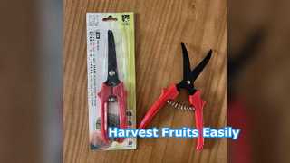 Cisailles pour la récolte des fruits SK5 en acier
